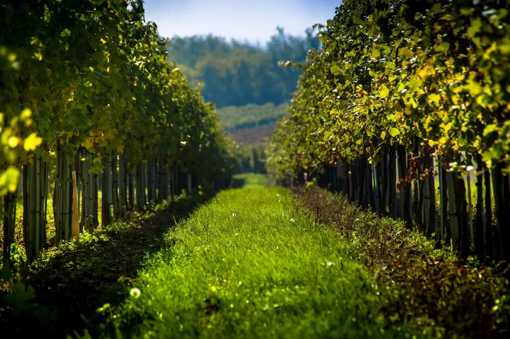 Allée enherbée entre deux rangs de vigne baignés de soleil